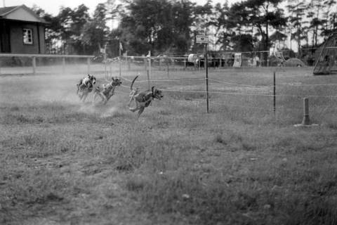 ARH NL Dierssen 1242/0017, Windhundrennen, Steinhude, 1953