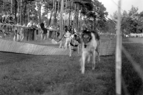 ARH NL Dierssen 1242/0018, Windhundrennen, Steinhude, 1953