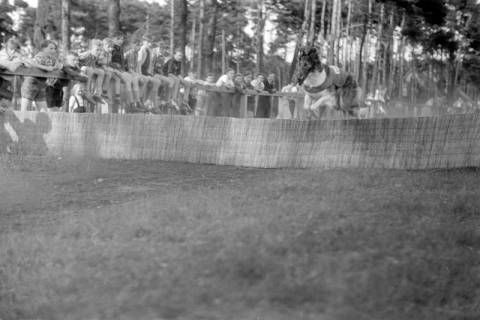 ARH NL Dierssen 1242/0019, Windhundrennen, Steinhude, 1953