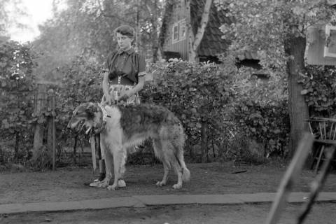 ARH NL Dierssen 1242/0024, Barsoi-Zucht, Steinhude, 1953