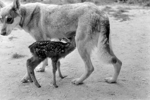 ARH NL Dierssen 1244/0010, Wolfshund "Senta" säugt Rehkitz, Elze, 1953