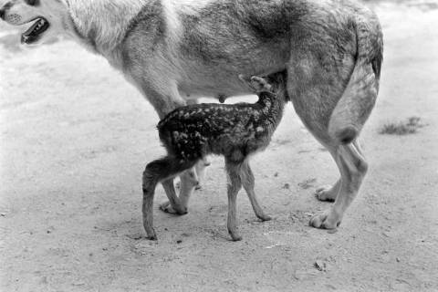 ARH NL Dierssen 1244/0011, Wolfshund "Senta" säugt Rehkitz, Elze, 1953