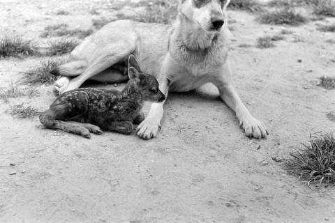 ARH NL Dierssen 1244/0012, Rehkitz und Wolfshund "Senta", Elze, 1953