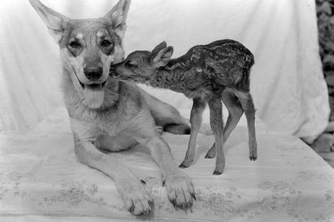 ARH NL Dierssen 1244/0014, Rehkitz und Wolfshund "Senta", Elze, 1953