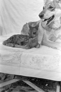 ARH NL Dierssen 1244/0018, Rehkitz und Wolfshund "Senta", Elze, 1953