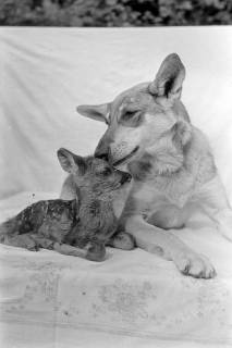 ARH NL Dierssen 1244/0019, Rehkitz und Wolfshund "Senta", Elze, 1953