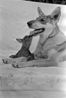 ARH NL Dierssen 1244/0021, Rehkitz und Wolfshund "Senta", Elze, 1953
