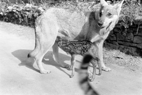 ARH NL Dierssen 1244/0023, Rehkitz und Wolfshund "Senta", Elze, 1953