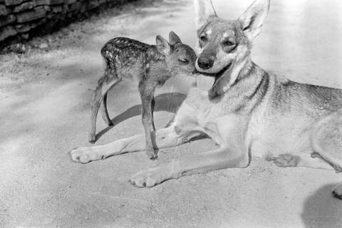ARH NL Dierssen 1244/0025, Rehkitz und Wolfshund "Senta", Elze, 1953