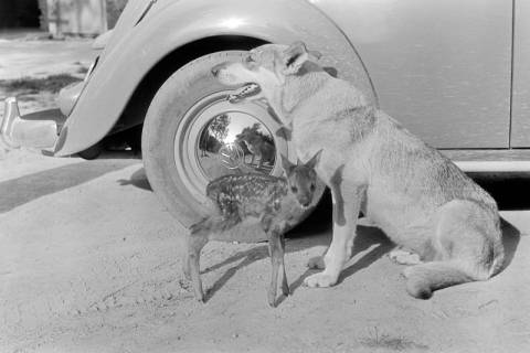ARH NL Dierssen 1245/0001, Rehkitz und Wolfshund "Senta" neben Auto, Elze, 1953