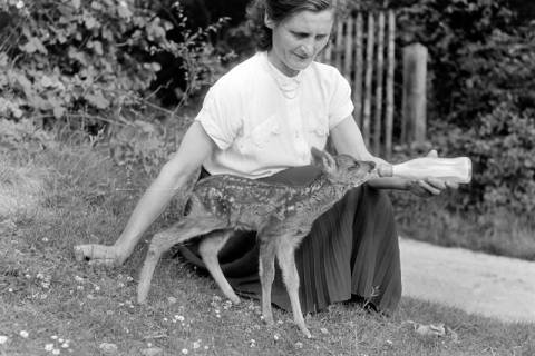 ARH NL Dierssen 1245/0002, Frau säugt Rehkitz mit der Flasche, Elze, 1953
