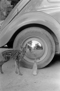 ARH NL Dierssen 1245/0006, Rehkitz neben Autoreifen, Elze, 1953