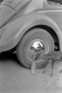 ARH NL Dierssen 1245/0007, Rehkitz neben Autoreifen, Elze, 1953