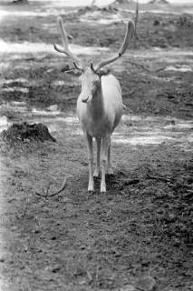 ARH NL Dierssen 1248/0001, Weißer Damhirsch im Wisentgehege, Springe, 1953