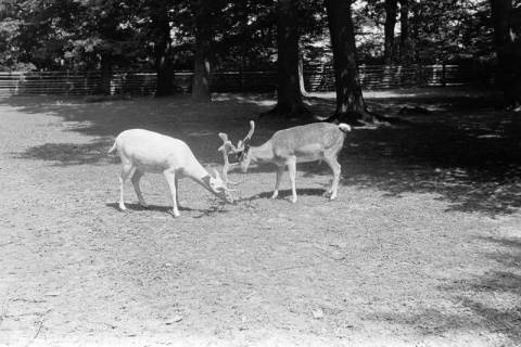 ARH NL Dierssen 1248/0002, Weißer Damhirsch im Wisentgehege, Springe, 1953