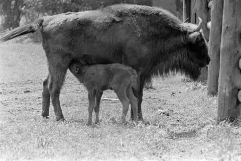 ARH NL Dierssen 1248/0009, Im Wisentgehege, Springe, 1953