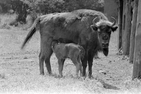 ARH NL Dierssen 1248/0010, Im Wisentgehege, Springe, 1953