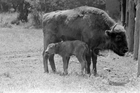 ARH NL Dierssen 1248/0011, Im Wisentgehege, Springe, 1953