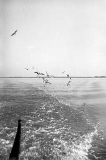 ARH NL Dierssen 1252/0016, Möwen über dem Steinhuder Meer, Steinhude, 1953