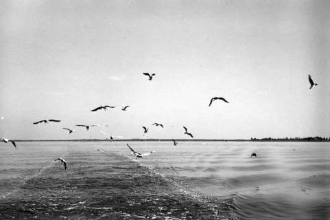 ARH NL Dierssen 1252/0017, Möwen über dem Steinhuder Meer, Steinhude, 1953