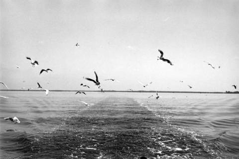 ARH NL Dierssen 1252/0019, Möwen über dem Steinhuder Meer, Steinhude, 1953