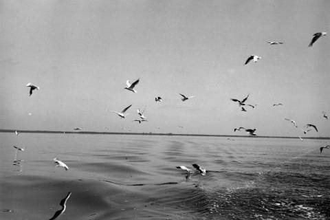 ARH NL Dierssen 1252/0020, Möwen über dem Steinhuder Meer, Steinhude, 1953