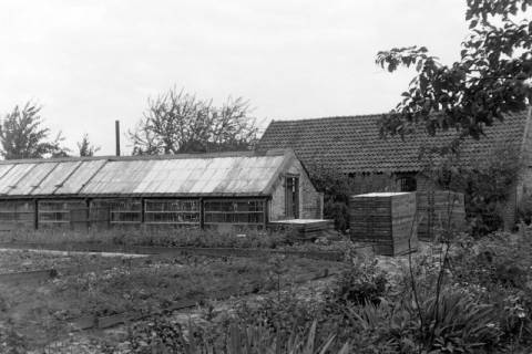 ARH NL Dierssen 1254/0011, Gärtnerei, Lindhorst, 1953