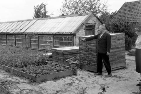 ARH NL Dierssen 1254/0013, Gärtnerei, Lindhorst, 1953