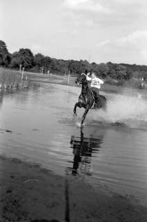 ARH NL Dierssen 1257/0022, Landespferdeleistungsschau: Geländeritt, Hannover, 1953