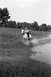 ARH NL Dierssen 1257/0023, Landespferdeleistungsschau: Geländeritt, Hannover, 1953