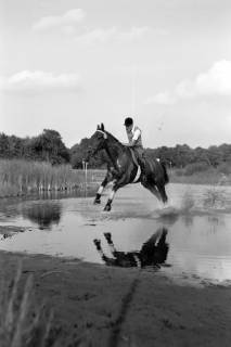 ARH NL Dierssen 1257/0024, Landespferdeleistungsschau: Geländeritt, Hannover, 1953