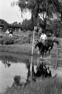 ARH NL Dierssen 1257/0026, Landespferdeleistungsschau: Geländeritt, Hannover, 1953
