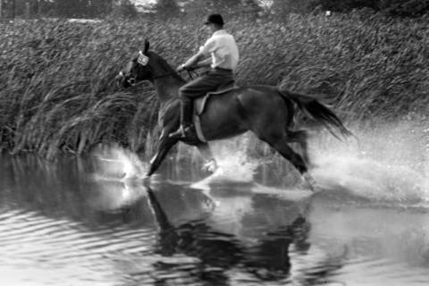 ARH NL Dierssen 1257/0027, Landespferdeleistungsschau: Geländeritt, Hannover, 1953