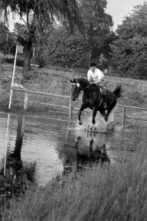 ARH NL Dierssen 1257/0028, Landespferdeleistungsschau: Geländeritt, Hannover, 1953