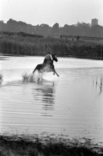 ARH NL Dierssen 1258/0004, Landespferdeleistungsschau: Geländeritt, Hannover, 1953