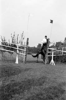 ARH NL Dierssen 1258/0005, Landespferdeleistungsschau: Geländeritt, Hannover, 1953