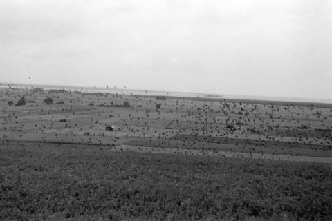 ARH NL Dierssen 1262/0021, Krähen-Schwarm, Steinhude, 1953