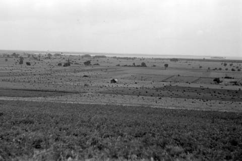ARH NL Dierssen 1262/0022, Krähen-Schwarm, Steinhude, 1953