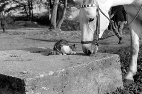 ARH NL Dierssen 1267/0004, Katze und Pferd bei der Rennbahn, Hannover, 1953