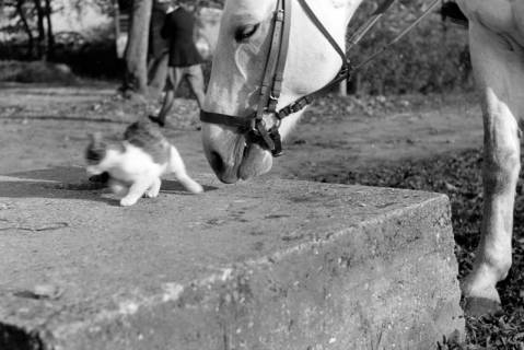 ARH NL Dierssen 1267/0005, Katze und Pferd bei der Rennbahn, Hannover, 1953