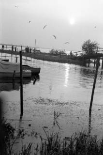 ARH NL Dierssen 1293/0004, Herbst am Steinhuder Meer, Steinhude, 1954