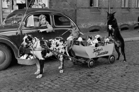 ARH NL Dierssen 1293/0030, "Kasten's Tierrevue", Hildesheim, 1954