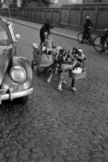 ARH NL Dierssen 1293/0031, "Kasten's Tierrevue", Hildesheim, 1954