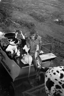 ARH NL Dierssen 1294/0003, "Kasten's Tierrevue", Hildesheim, 1954