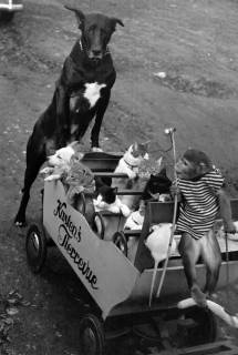 ARH NL Dierssen 1294/0006, "Kasten's Tierrevue", Hildesheim, 1954