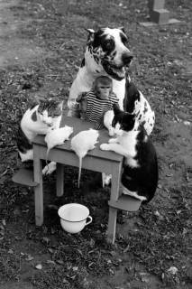 ARH NL Dierssen 1294/0008, "Kasten's Tierrevue", Hildesheim, 1954