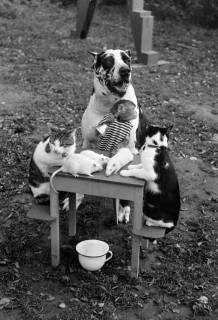 ARH NL Dierssen 1294/0009, "Kasten's Tierrevue", Hildesheim, 1954