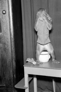 ARH NL Dierssen 1294/0015, "Kasten's Tierrevue", Hildesheim, 1954