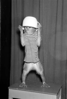 ARH NL Dierssen 1294/0018, "Kasten's Tierrevue", Hildesheim, 1954