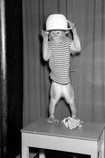 ARH NL Dierssen 1294/0020, "Kasten's Tierrevue", Hildesheim, 1954